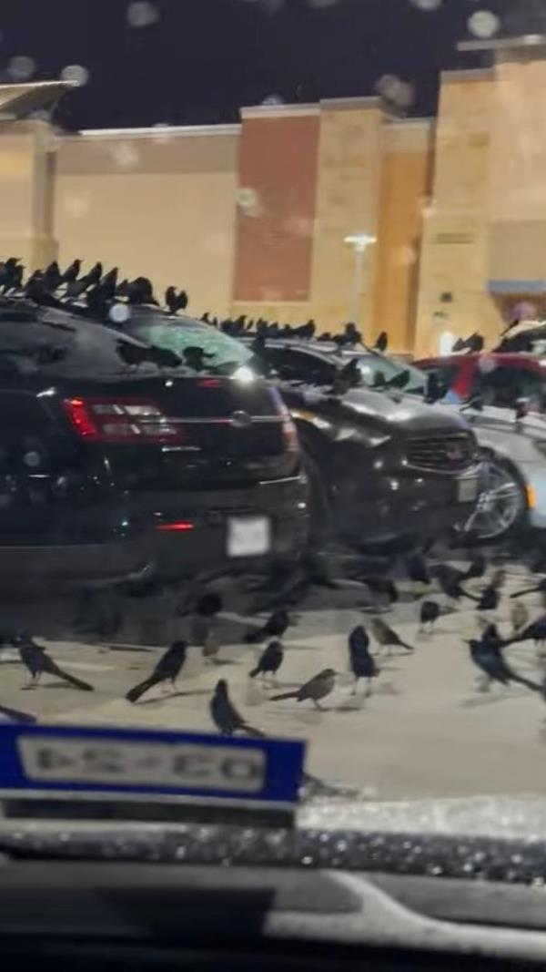 The birdwatcher described the scene as "straight out of an Alfred Hitchcock movie."