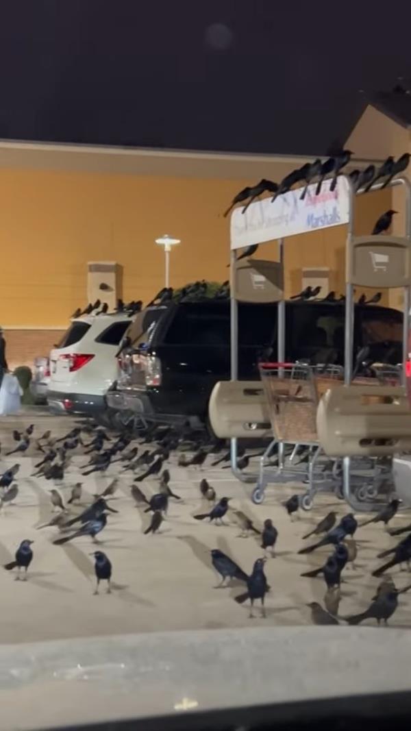 Hundreds of birds were seen scattered in a Texas parking lot on Tuesday. 
