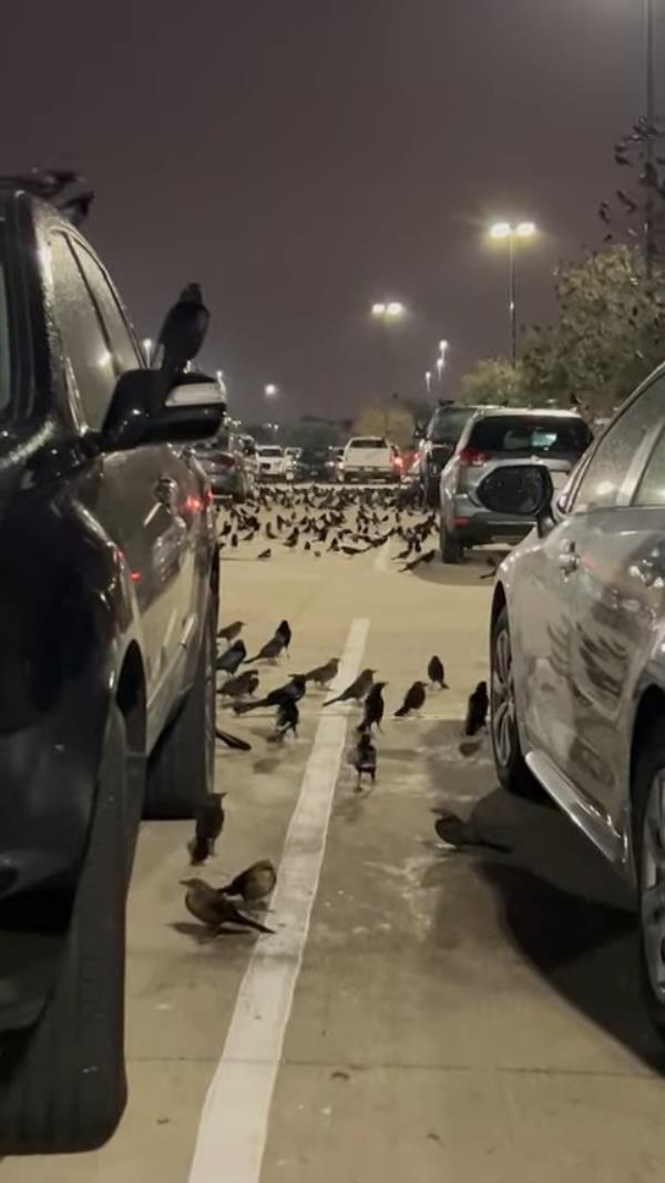 The witness recording said the flock did not move when people walked past.

