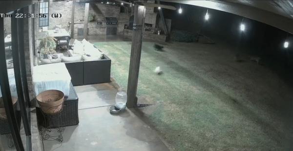 The cat, Binx, is seen running out into the yard to scare off the coyotes attacking the dog.