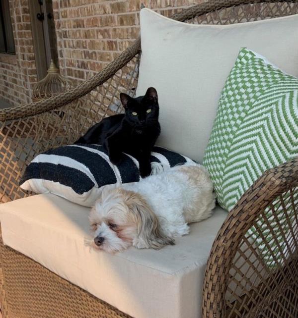 Oakley is seen pictured next to Binx, the cat that saved the Havanese pup's life.
