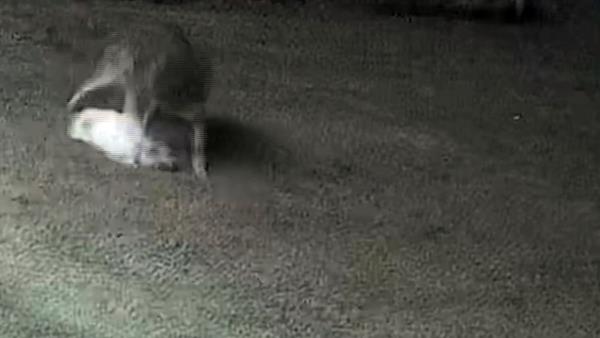 The owner said he let the small dog outside to do her business while he tended to two other dogs inside the house before the coyotes came.